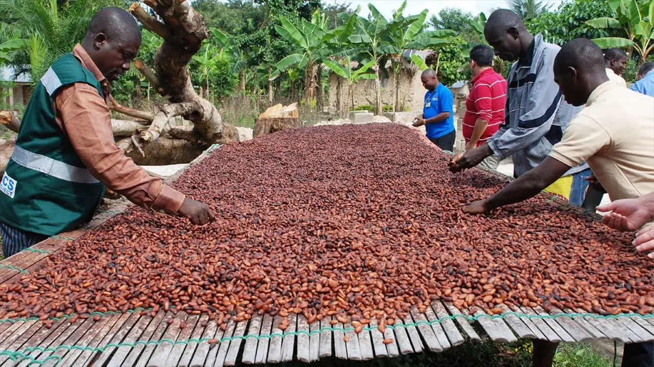 En Côte d’Ivoire, plusieurs cacaoculteurs grognent contre l’achatdes fèves