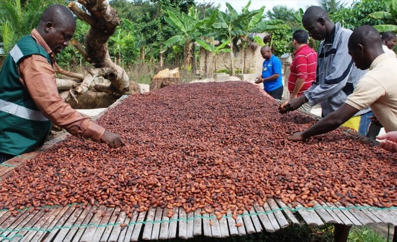 Côte d’Ivoire : les cacaoculteurs en colère à cause de la chute du prix du cacao